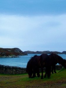 Shetland ponies roam free.
